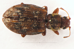 Latridiinae