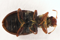Latridiinae