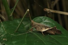 Coptacrinae