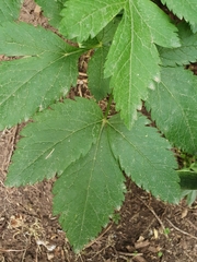 Physospermum verticillatum