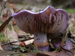 Cortinarius archeri