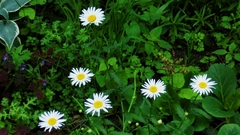 Leucanthemum vulgare