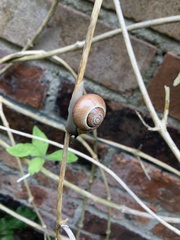 Gastropoda