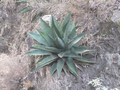 Agave gentryi