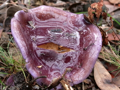 Cortinarius archeri