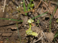 Valerianella eriocarpa