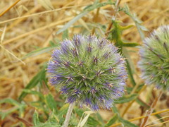 Echinops strigosus
