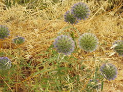 Echinops strigosus