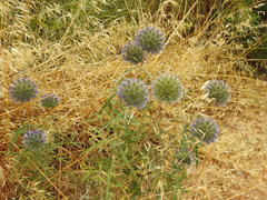 Echinops strigosus