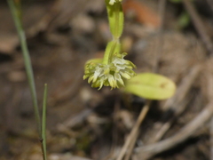 Valerianella eriocarpa
