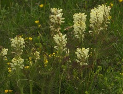 Pedicularis comosa