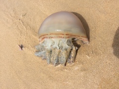 Catostylidae