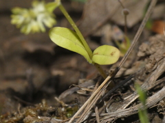 Valerianella eriocarpa