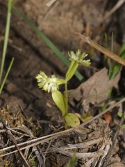 Valerianella eriocarpa