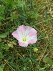 Convolvulus arvensis