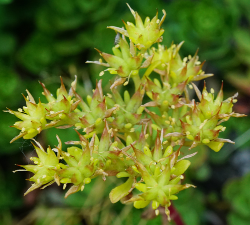 Phedimus hybridus