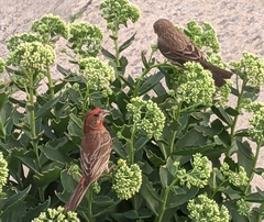 Haemorhous mexicanus