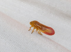 Eoscarta punctata