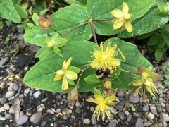 Bombus