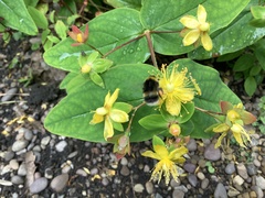 Bombus