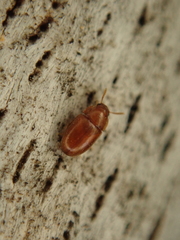 Pentaphyllus testaceus