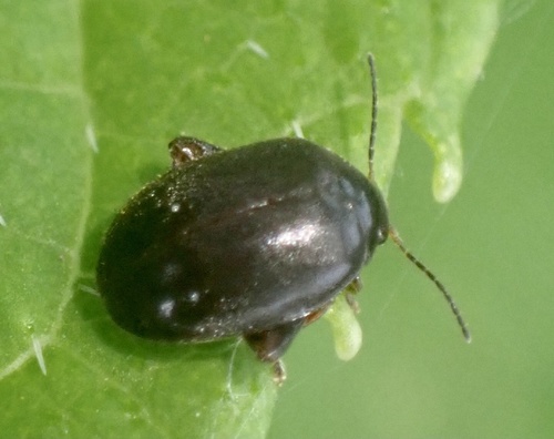 Scirtes hemisphaericus, Graafland, Groot-Ammers, Zuid-Holland, NL, photo 9 of 10