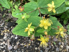 Bombus
