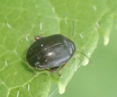 Scirtes hemisphaericus