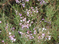 Limoniastrum monopetalum