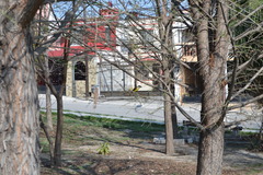 Pitangus sulphuratus