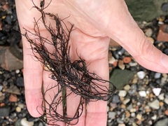 Gracilaria