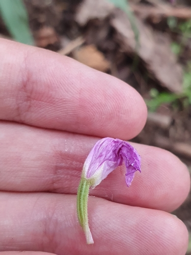 Cephalanthera rubra image