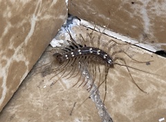 Thereuonema tuberculata