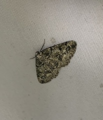 Cleorodes lichenaria