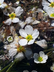 Ranunculus fluitans