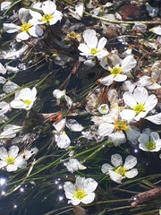 Ranunculus fluitans