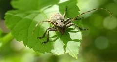 Mesosa curculionoides