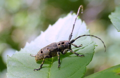Mesosa curculionoides