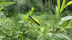 Calopteryx virgo