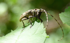 Mesosa curculionoides