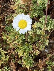 Anthemis maritima