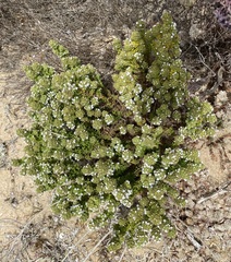 Thymus carnosus