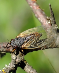 Oligoglena iphigenia