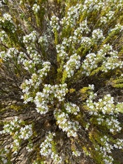 Thymus carnosus