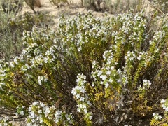 Thymus carnosus