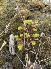 Sedum annuum