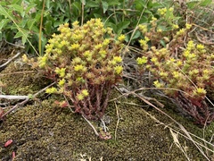 Sedum annuum