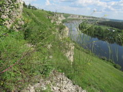 Sisymbrium heteromallum