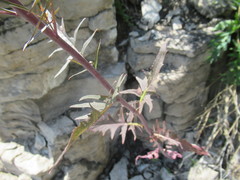 Sisymbrium heteromallum