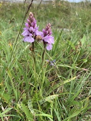Dactylorhiza maculata maculata